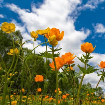 Sommer, Sonne, Juni: Teste dein Wissen über den Sommermonat im Juni Quiz!