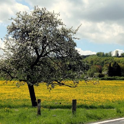 Das Westerwald-Quiz: Wie gut kennst du die Region?