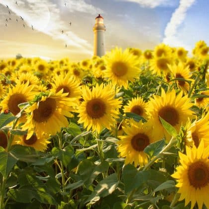 Wissensquiz Sonnenblume: 13 strahlende Quizfragen zur Sonnenanbeterin