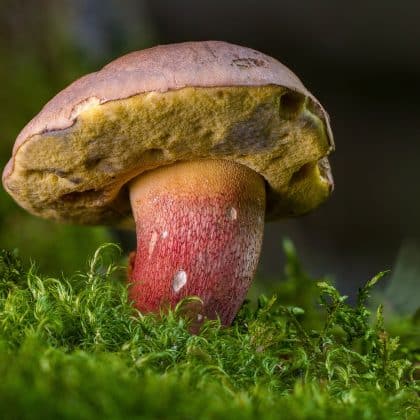 Pilz Quiz: 13 Quizfragen über die faszinierenden Herbstboten