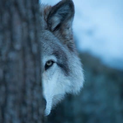 Tier-Quiz: Bist du ein Wolf im Schafspelz?