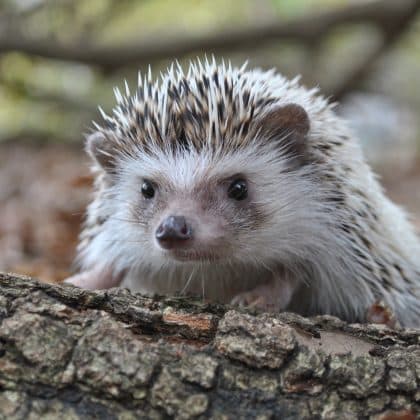 Tierquiz Igel: Was weißt du über das Tier des Jahres 2024?